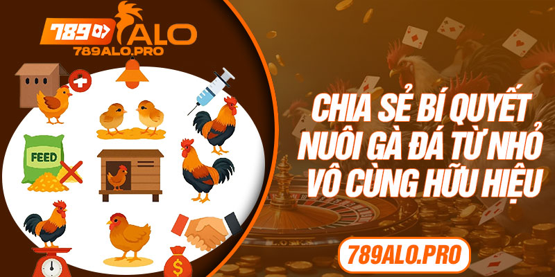 Chia Sẻ Bí Quyết Nuôi Gà Đá Từ Nhỏ Vô Cùng Hữu Hiệu