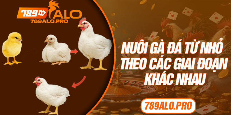 Nuôi Gà Đá Từ Nhỏ Theo Các Giai Đoạn Khác Nhau