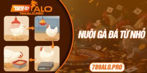 Nuôi Gà Đá Từ Nhỏ
