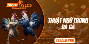 Thuật Ngữ Trong Đá Gà